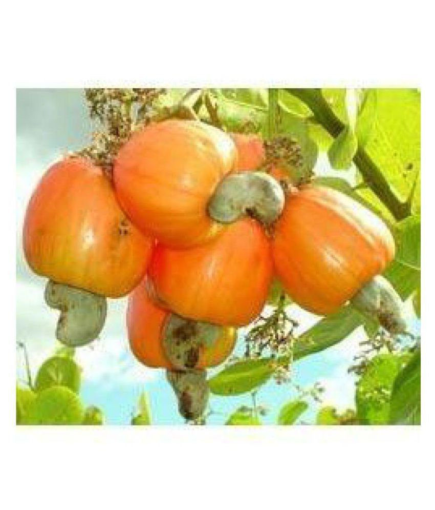 african cashew nut seeds 1kg 120 fresh seeds f100 germination Buy