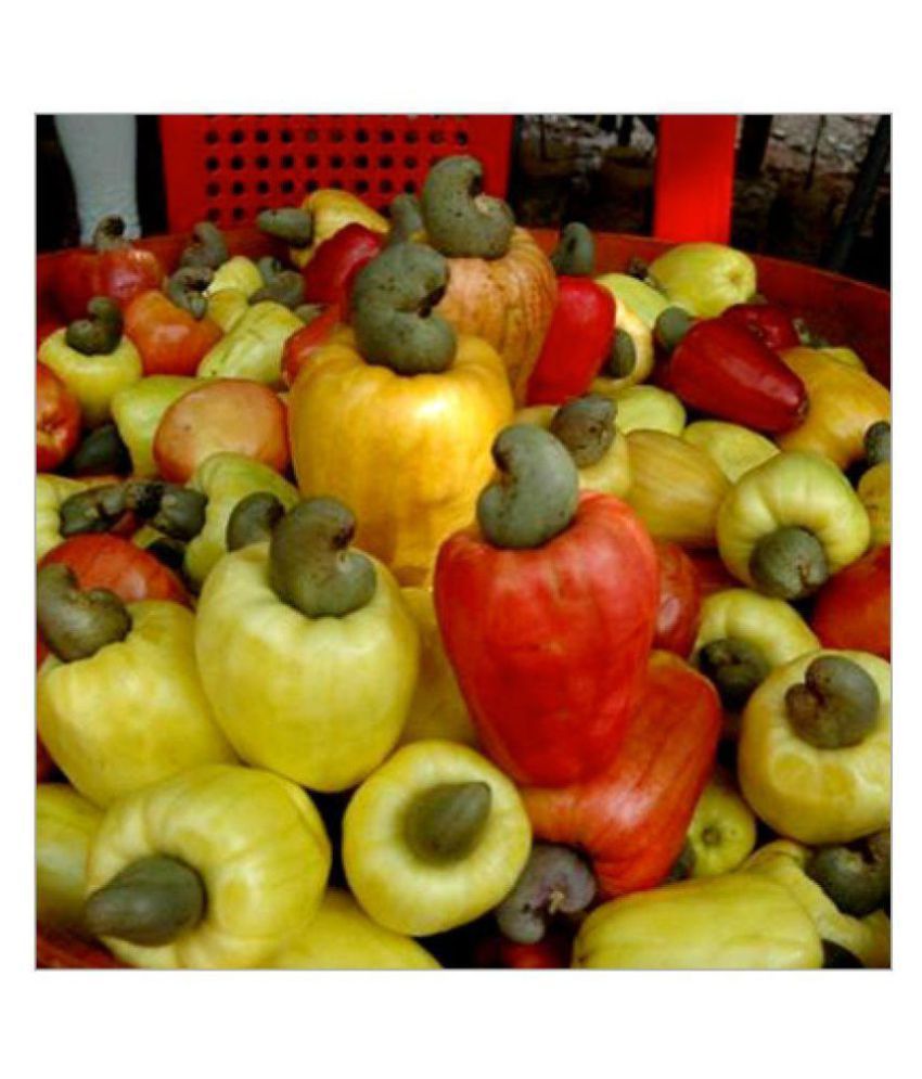 african cashew nut seeds 1kg 120 fresh seeds f100 germination Buy
