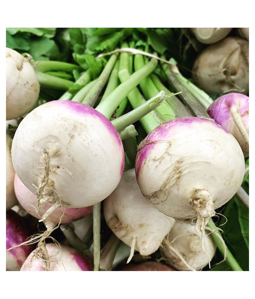 FLARE SEEDS Rare Turnip Imported Seeds 200 Seeds Pack Buy FLARE