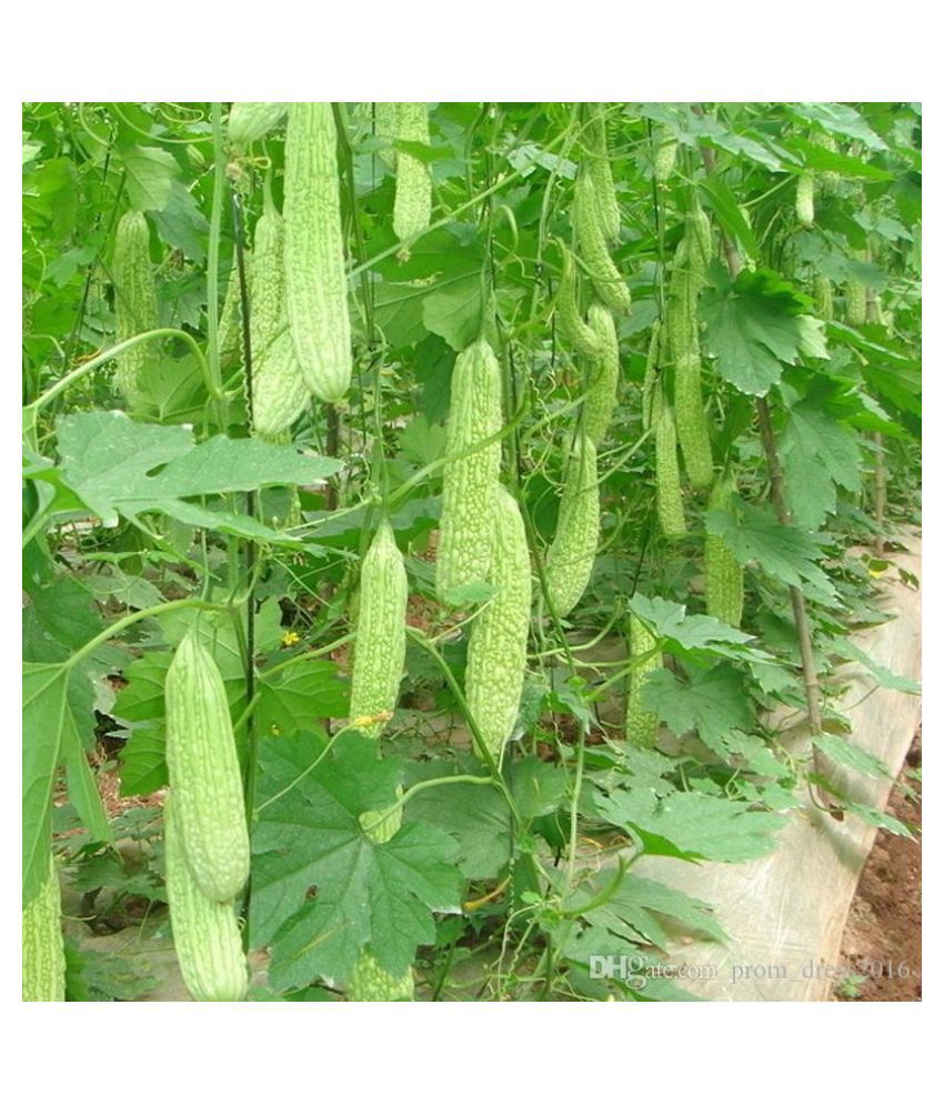 Long Bitter Gourd Seeds Buy Long Bitter Gourd Seeds Online At Low Price Snapdeal