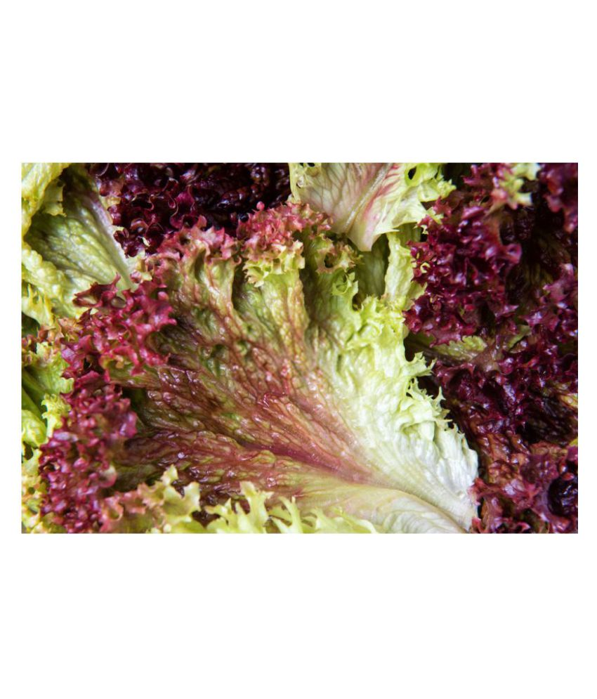     			Jioo Organics Lettuce Lollo Rosso Red Seeds