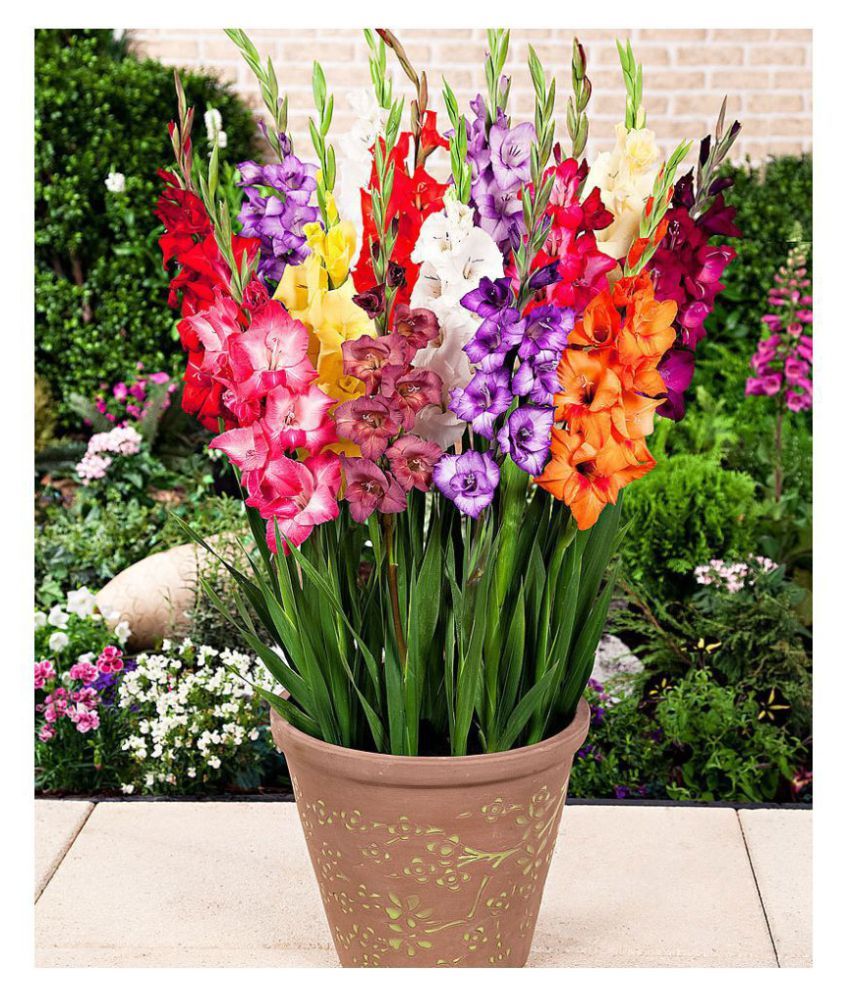 GREEN WORLD GLADIOLUS BULBS ( 20 BULBS PACK ) Buy GREEN WORLD