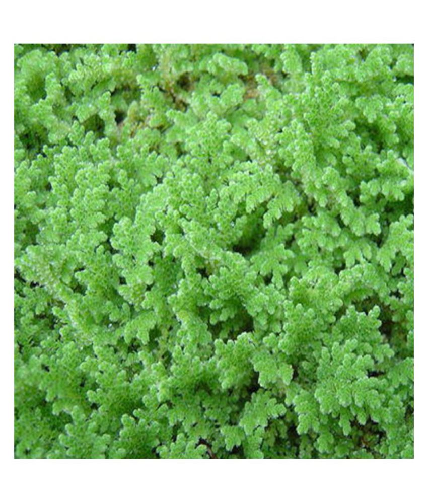 AZOLLA PLANT SEED (PROTEIN RICH ANIMAL/POULTRY/FISH FEED) 450 GM Buy