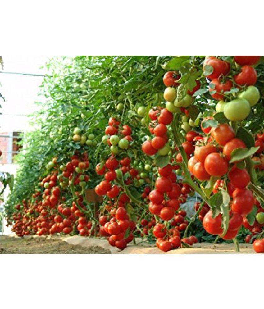     			M-Tech Gardens Hybrid Indian Climbing Tomato 100 Seeds Pack + Instruction Manual Inside The Pack
