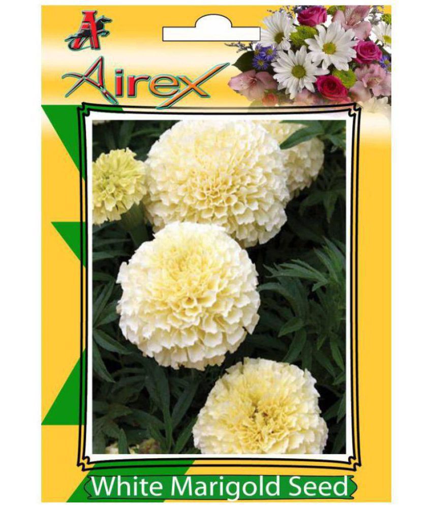     			White Marigold (Summer) Flower Plant Seeds - 100 Seeds/Pack + Instruction Manual