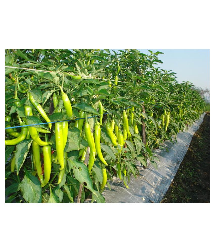     			High Yield Rare Ujwala Chili Vegetable Seeds 20 Seeds Pack for Home Garden