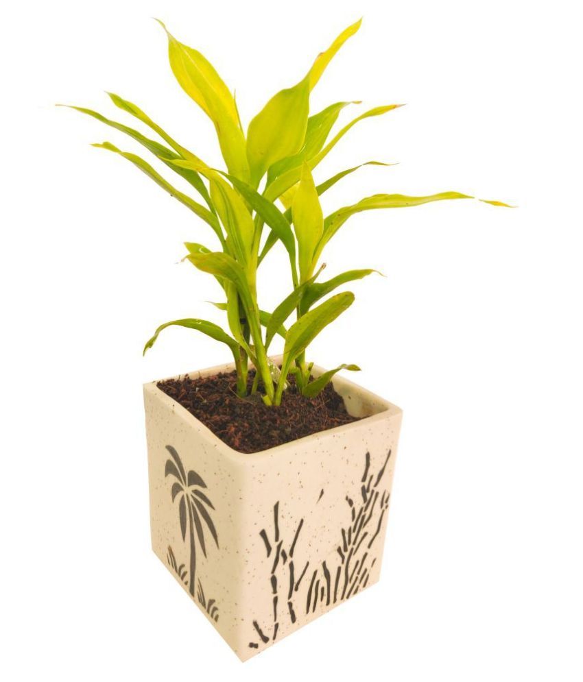 Sansar Nursery Fengshui Golden Bamboo Good Luck Indoor Bamboo Plant Buy Sansar Nursery Fengshui Golden Bamboo Good Luck Indoor Bamboo Plant Online At Low Price Snapdeal