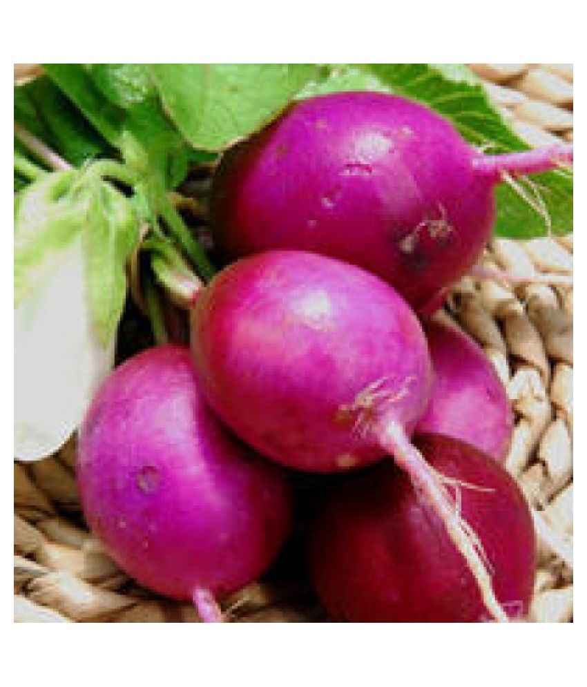 Turnip Vegetables Seeds 100 Seeds Pack Buy Turnip Vegetables Seeds 100 Seeds Pack Online at
