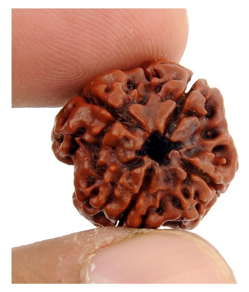     			Gems Jewels Online Rudraksha Pack of 1