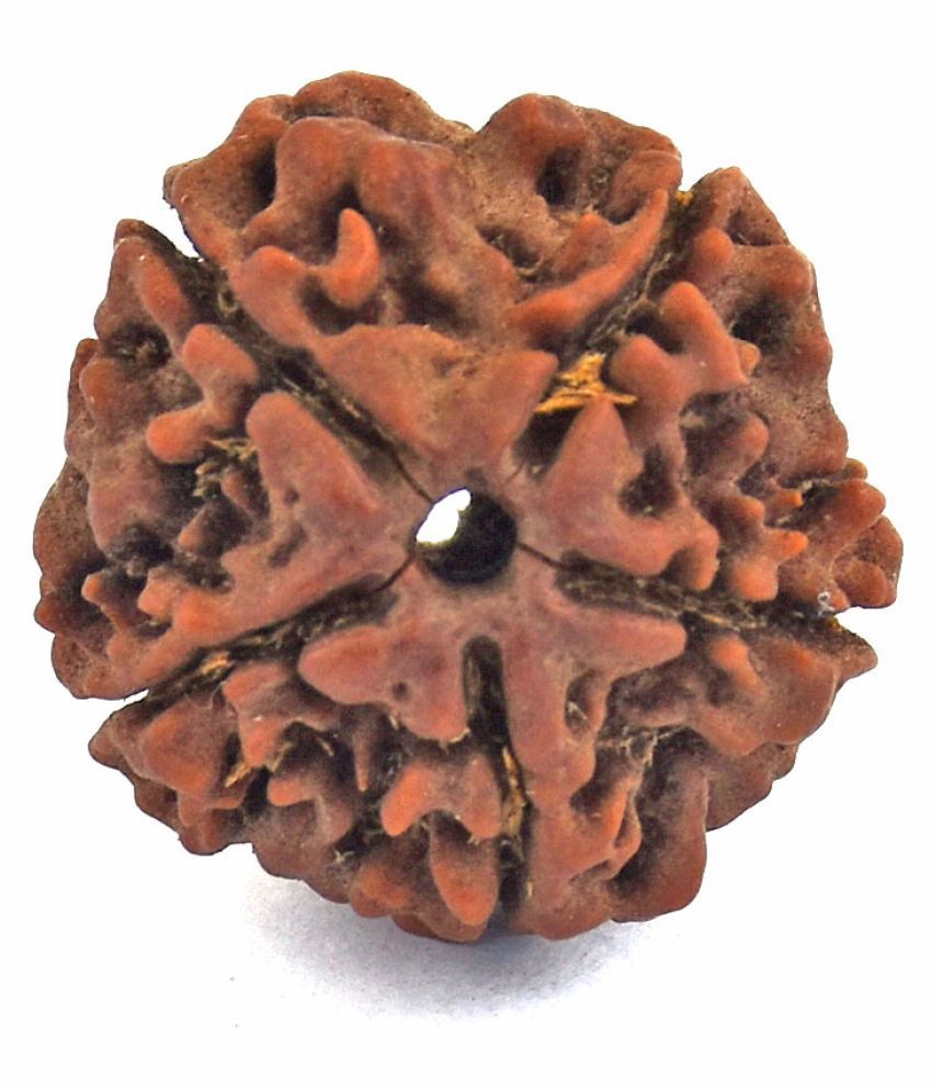     			Avaatar Certified 5 Mukhi Rudraksha Bead Original Nepali Bead