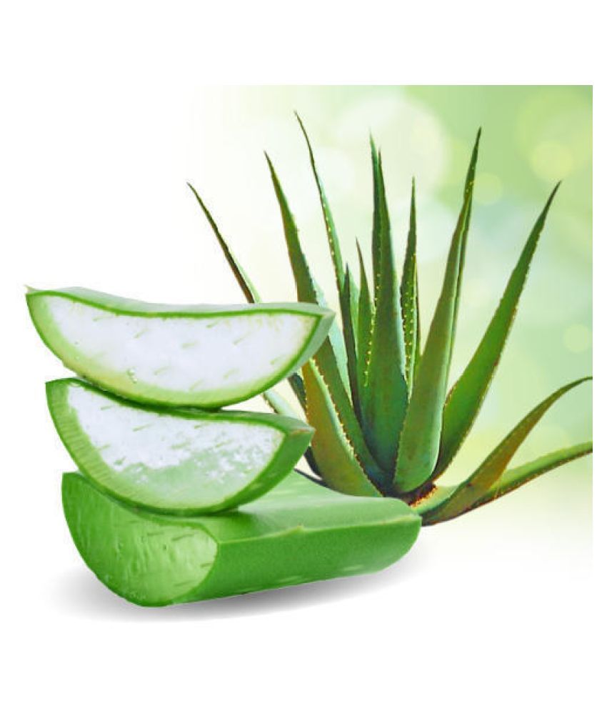 bee one aloe vera moisturizer