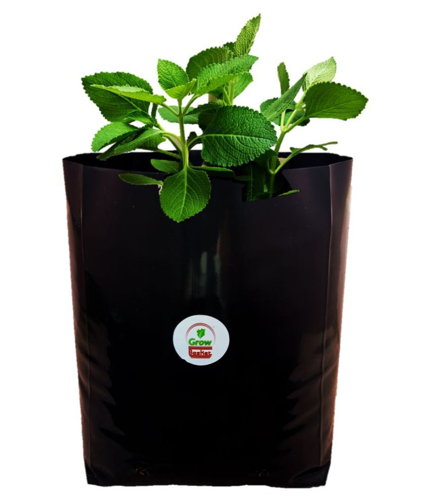 Buy Grow bag for home gardening High Quality 150 Micron/600 Gauge