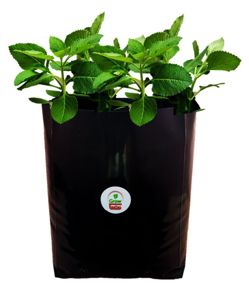 Buy Grow bag for home gardening High Quality 150 Micron/600 Gauge