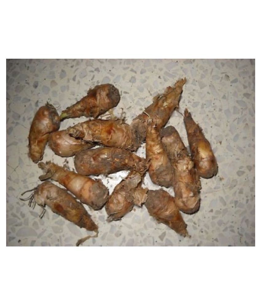 Rajnigandha (Tube Rose) Flowers Advance Bulbs for Home Garden (Pack of