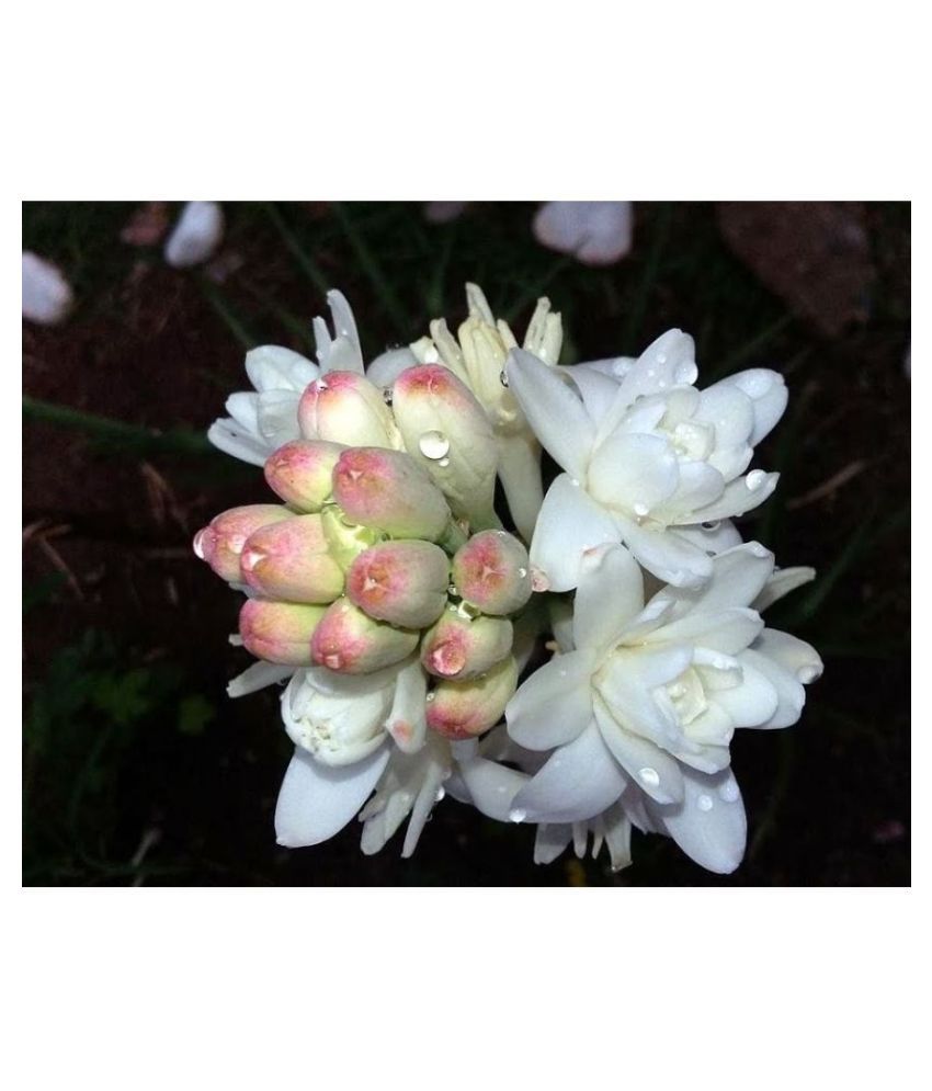 Rajnigandha (Tube Rose) Flowers Bulbs for Home Garden (Pack of 4