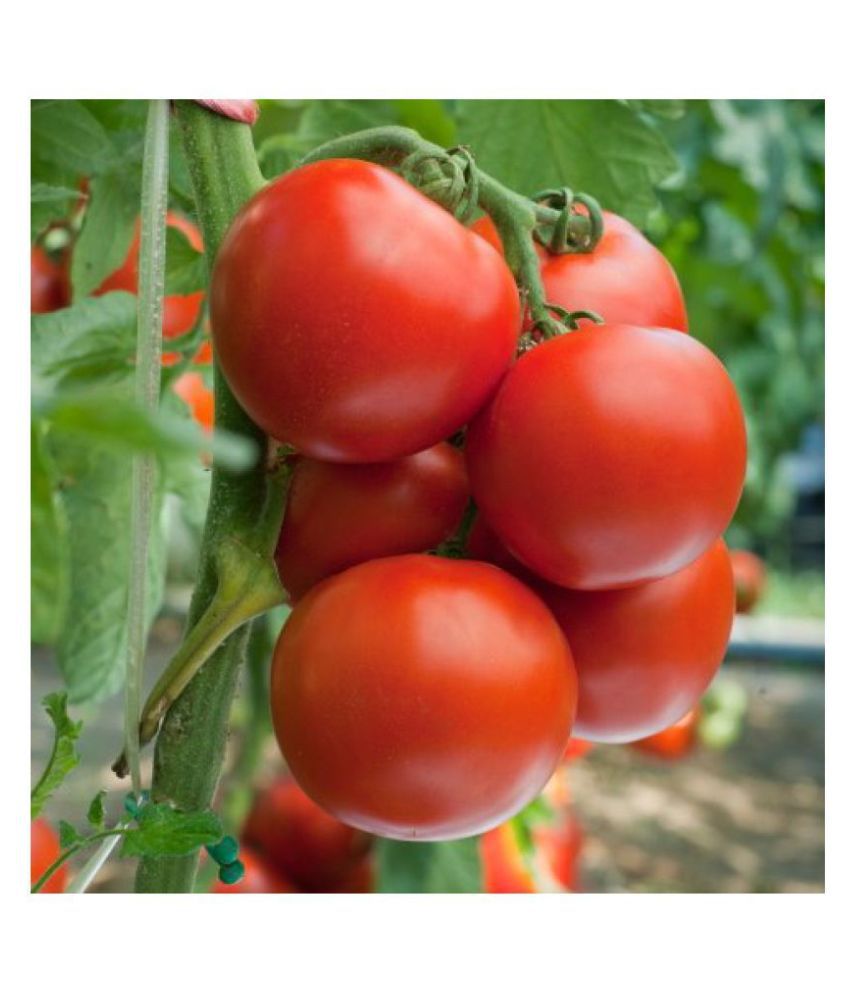     			Tomato F1 Hybrid Suhyana - Seeds 1 packet contains - 100 seeds.