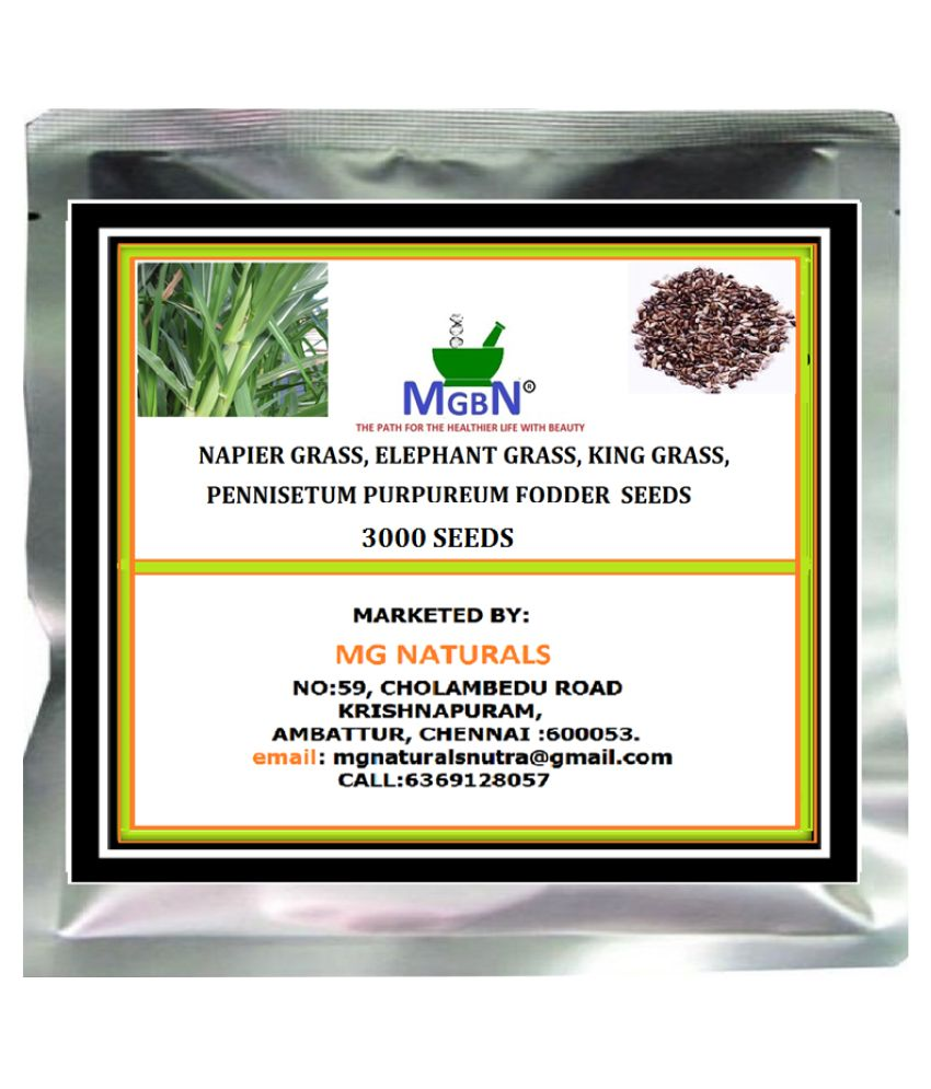 NAPIER GRASS/ELEPHANT GRASS/KING GRASS/PENNISETUM PURPUREUM FODDER