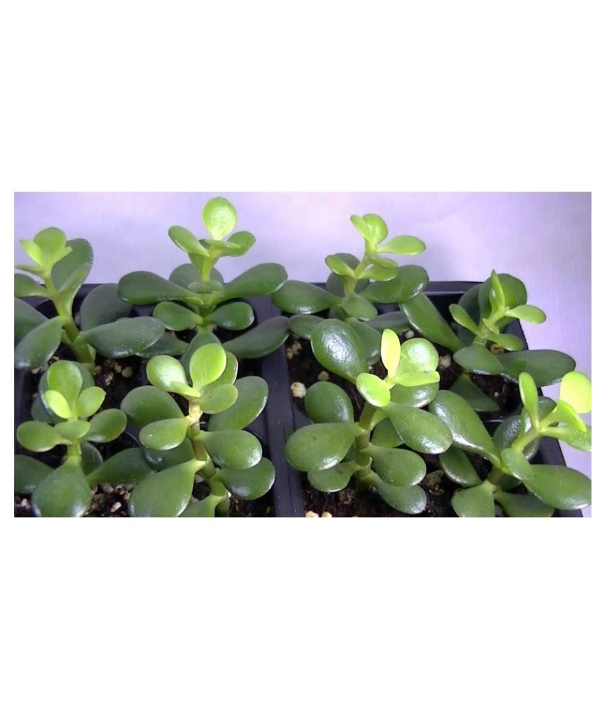 ojorey Live jade Plant (Lucky Plant) PACK OF 25 PLANT Both