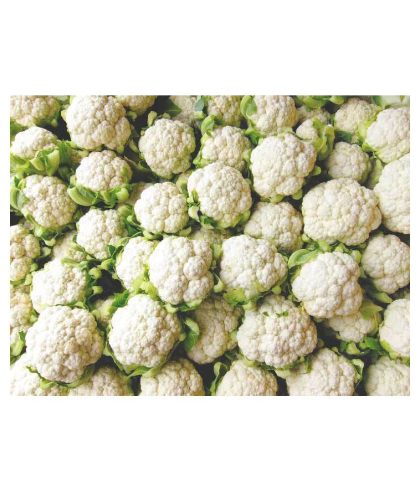     			Rare Cauliflower Seeds Pack for Indoor Garden