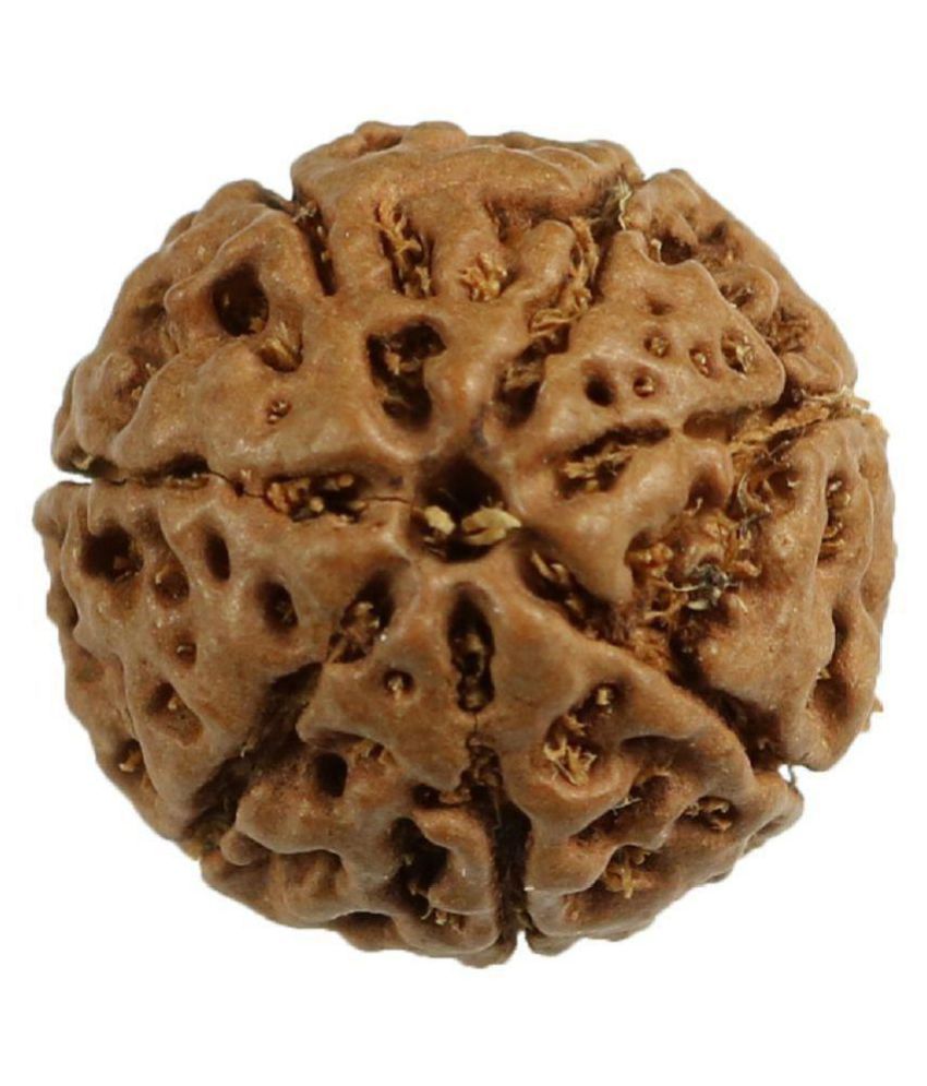     			Divya Jyoti 7 Mukhi Rudraksha