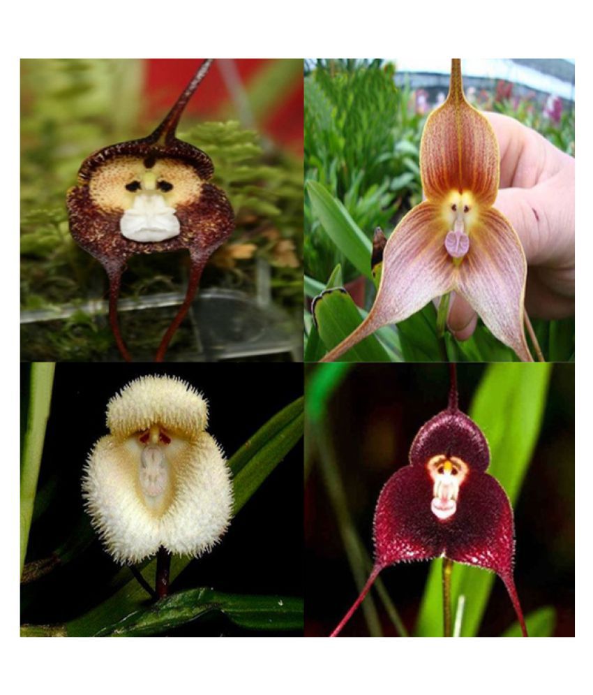 Monkey Face Orchid Flower Seeds Seeds Pack Buy Monkey Face Orchid Flower Seeds Seeds Pack Online At Low Price Snapdeal