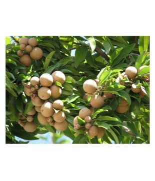 Sapota Fruit Tree Seeds Buy Sapota Fruit Tree Seeds Online At Low Price Snapdeal