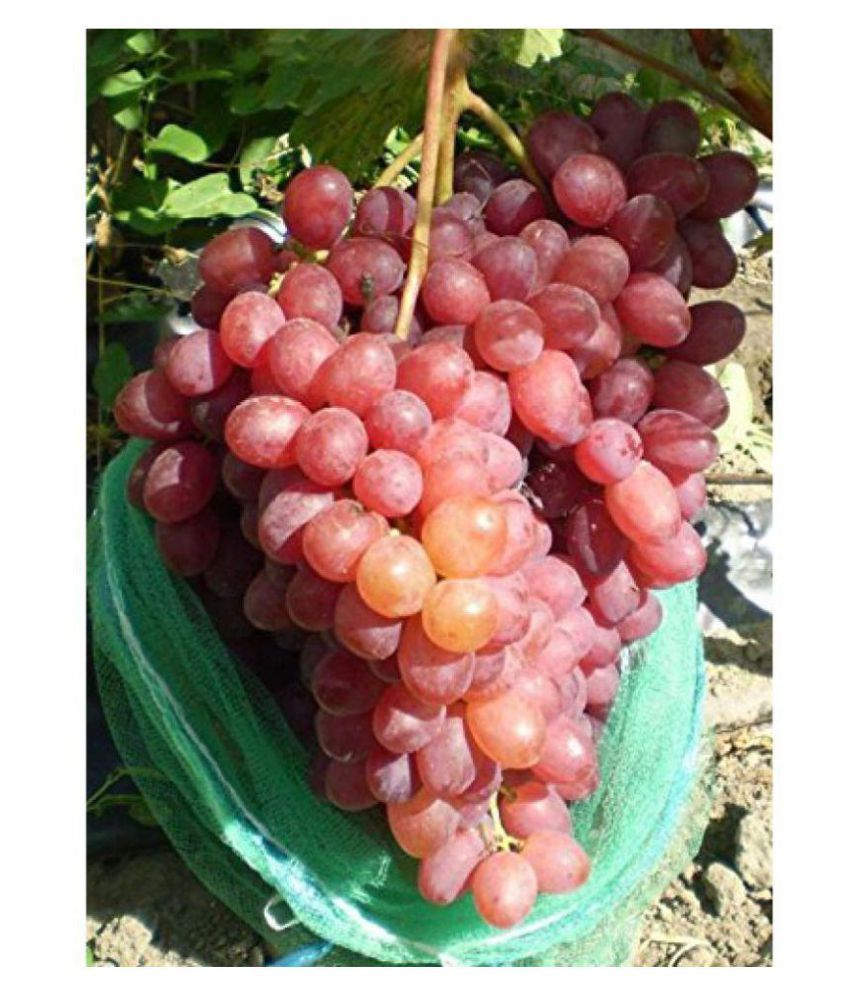 finger grapes professional seeds 25 seeds Buy finger grapes