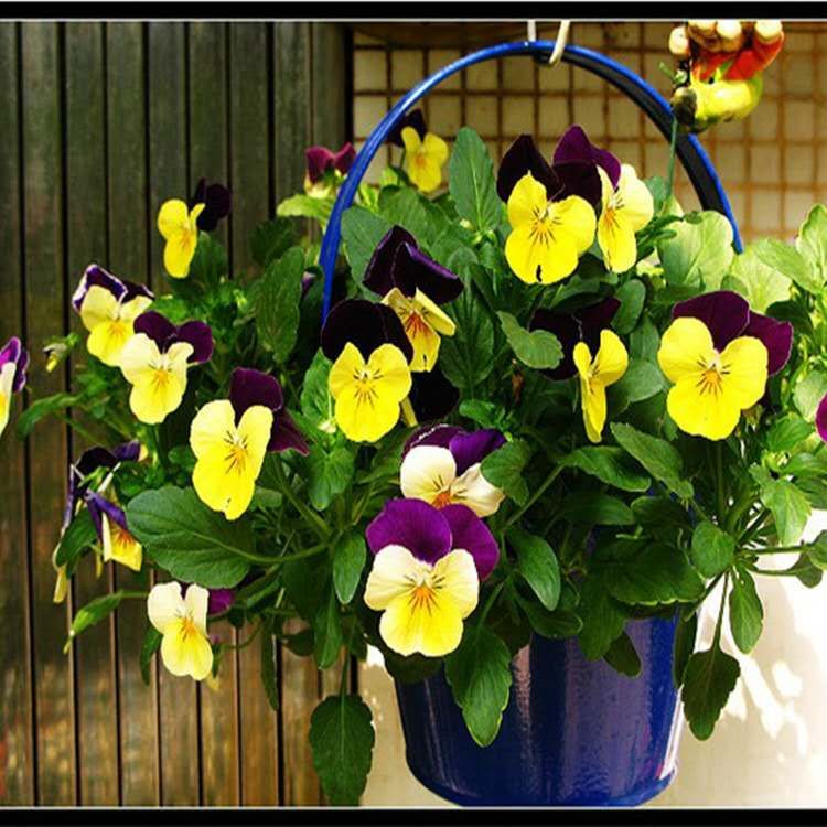 Edible Sun Seed Flower Tropical Flower Seed Buy Edible Sun Seed Flower Tropical Flower Seed