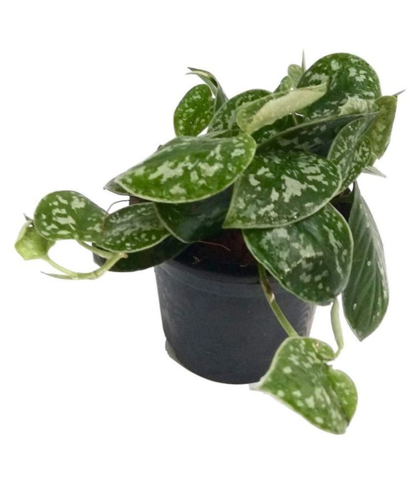 The Bonsai Plants Air purifier Indoor Satin Money Plant