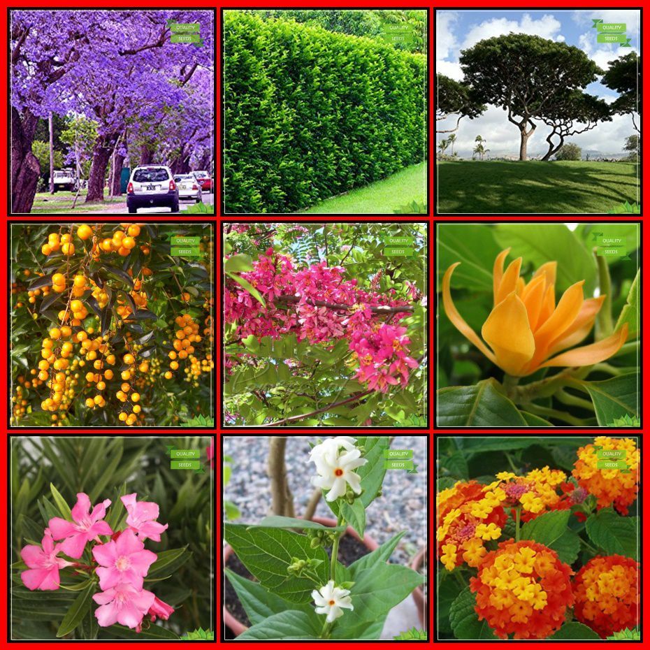 Terrace Garden Combo Tree Seeds Blue Jacaranda Orange Jasmine Albizia Saman Michelia Champaca Duranta Varigata Apple Blossom Karavira Parijat Lantana Fruit Seeds For Home Garden Buy Terrace Garden Combo Tree Seeds