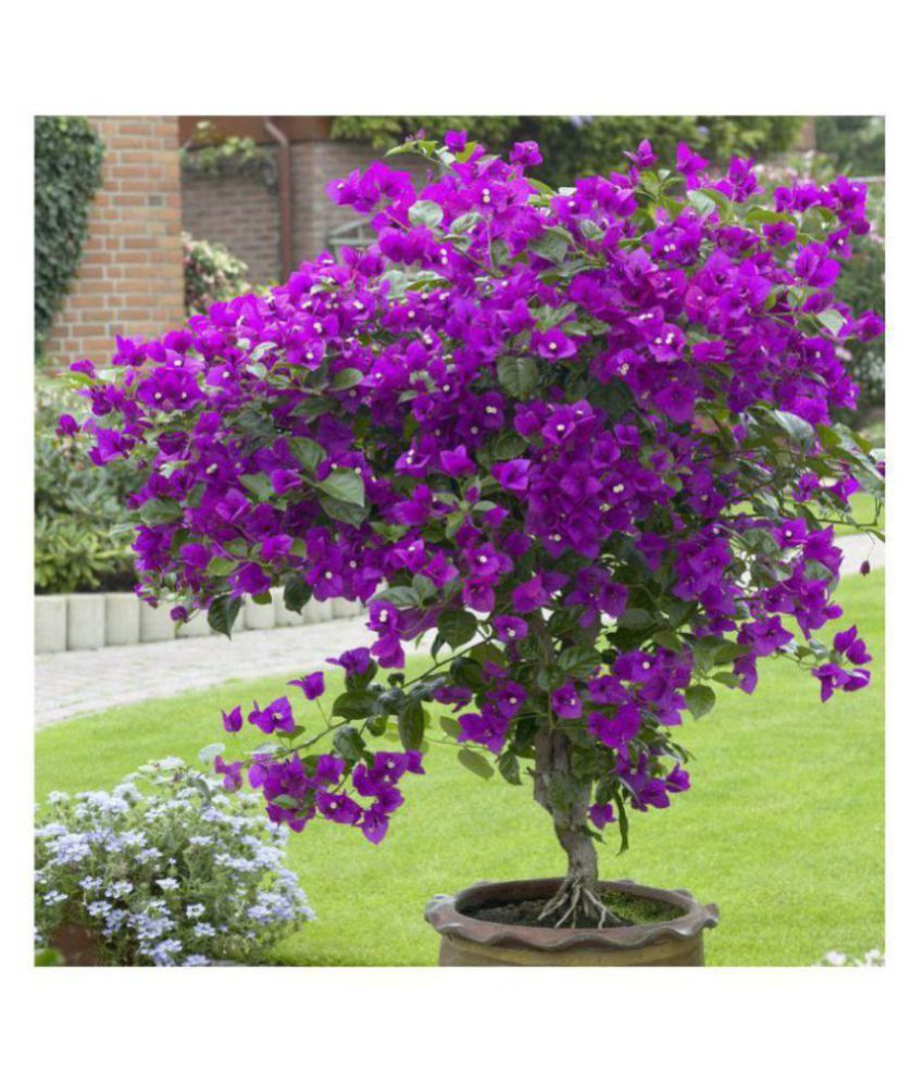 Bougainvillea Spectabilis Willd Bonsai Flower Plant Seeds 20 PCS