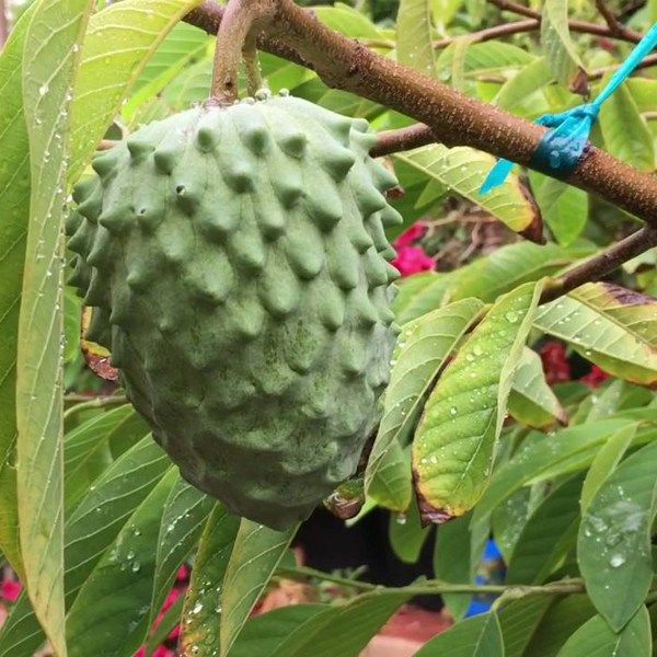 Avocado, Butter Fruit, Makhanphal ( Grown through seeds ) Plant Seeds
