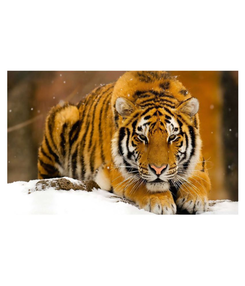 HK PRINTS Tiger Big Size Flex Poster 36 X 48 Inch M1112 Flex Wall ...