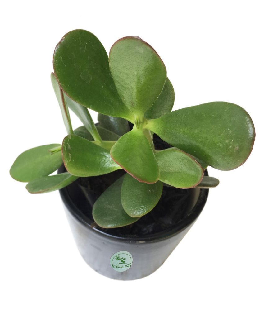 The Bonsai Plants CRASSULA OVATA/JADE/MONEY PLANT/GOOD