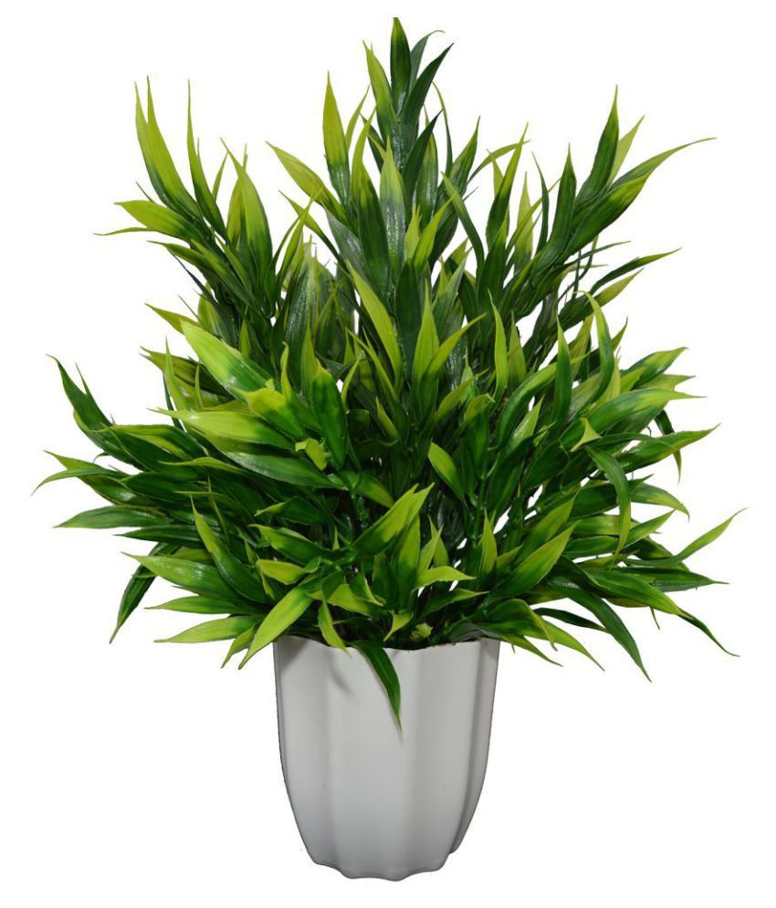 Thefancymart Bamboo in round big pot Green Greens With Pot ...