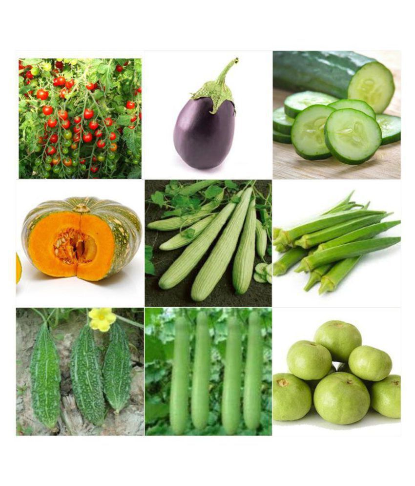     			special combo ( 10 vegetables) seeds for kitchen and terrace summer and all season vegetables