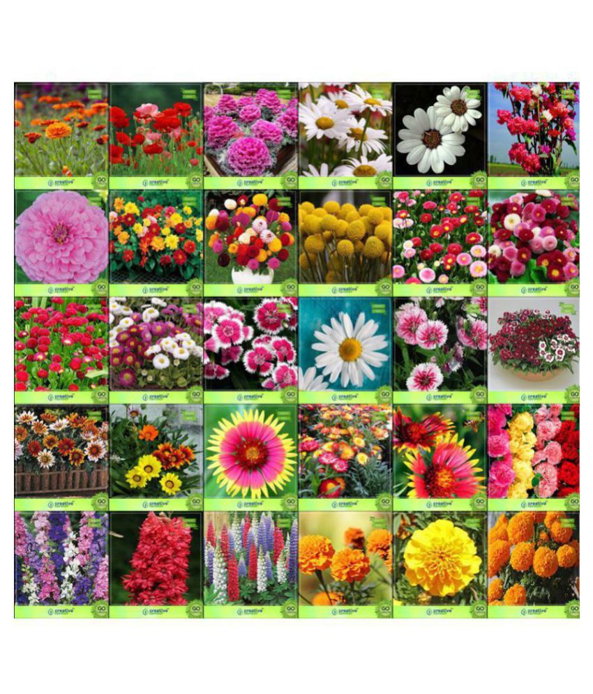 Flower Seeds Garden Decor Seeds For Pots Combo of 30 Packet of Seeds