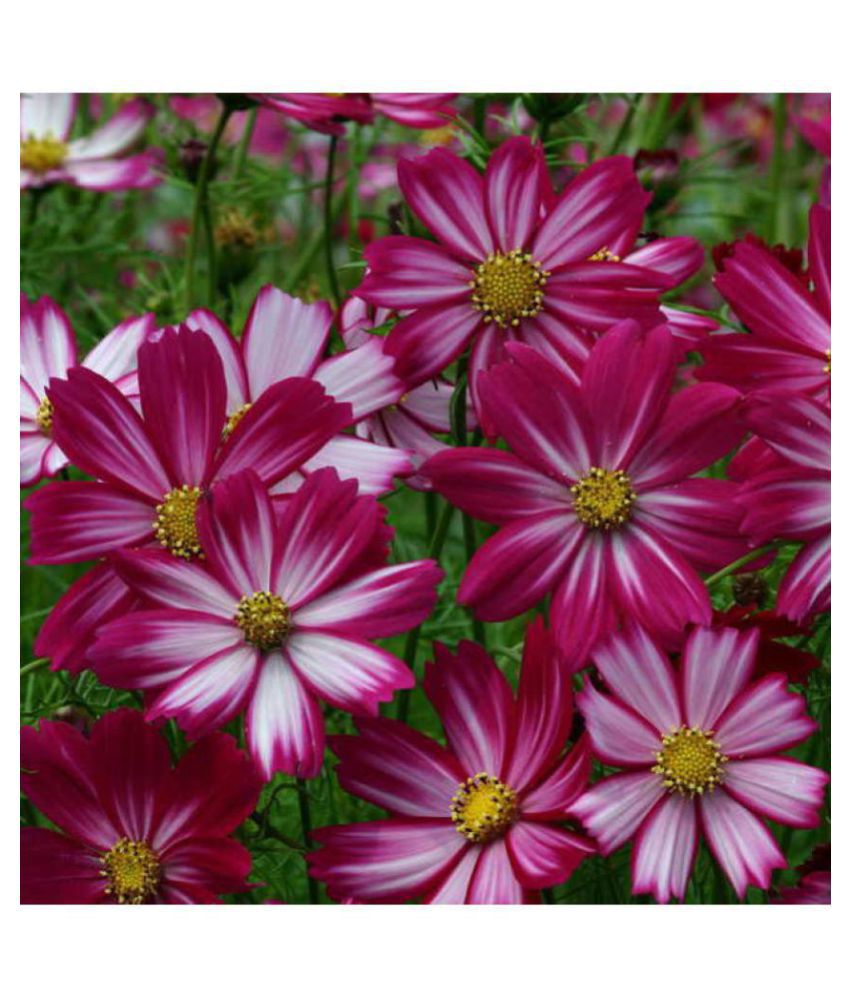     			Zonato Cosmos Flower Seed (Pack Of 30)