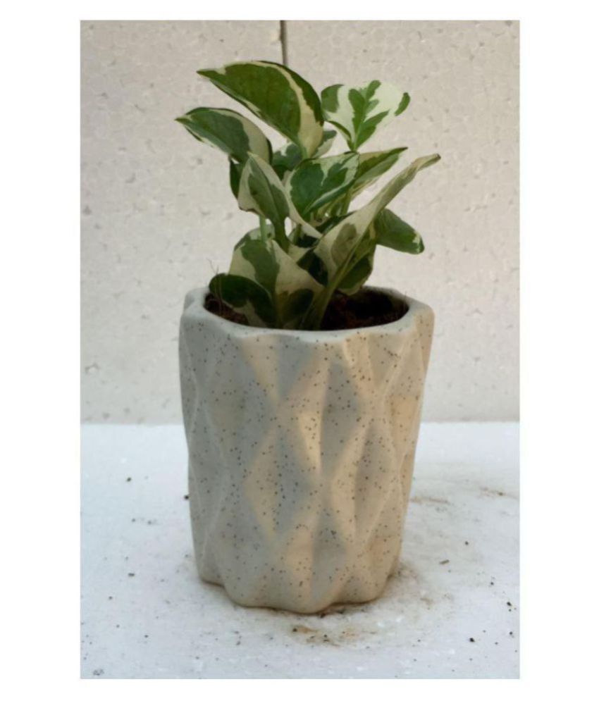 The Bonsai Plants VARIGATED /WHITE MARBLE MONEY PLANT Both Indoor Plant