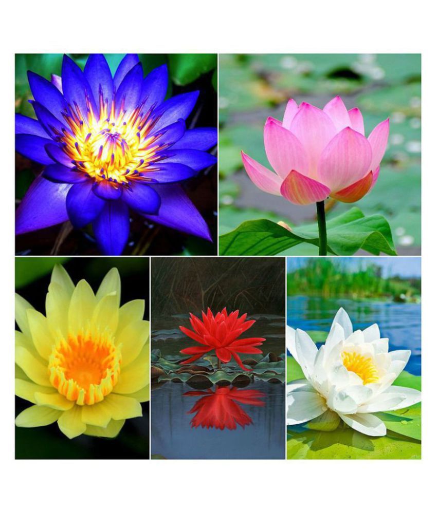 Flower Seeds Pink Lotus Flower Seeds Mixed Seeds Seeds For Kitchen