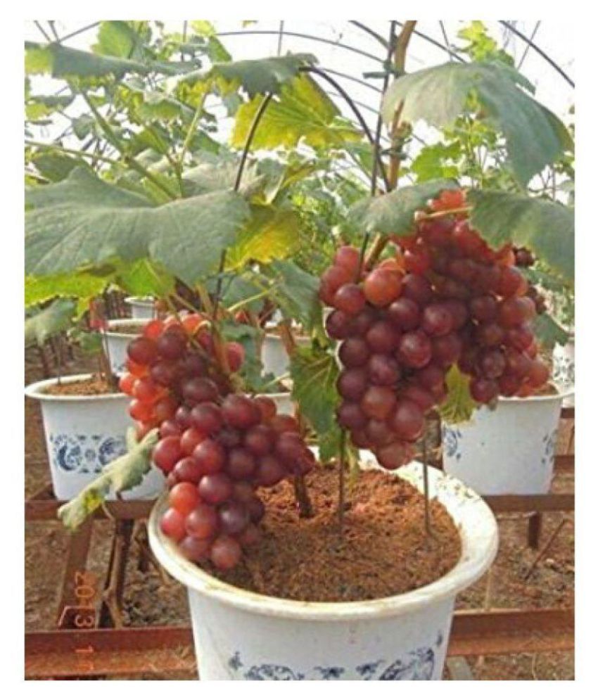 Grape Seeds Vitis Vinifera Delicious Fresh Fruit Mixed Seeds 20 SEEDS