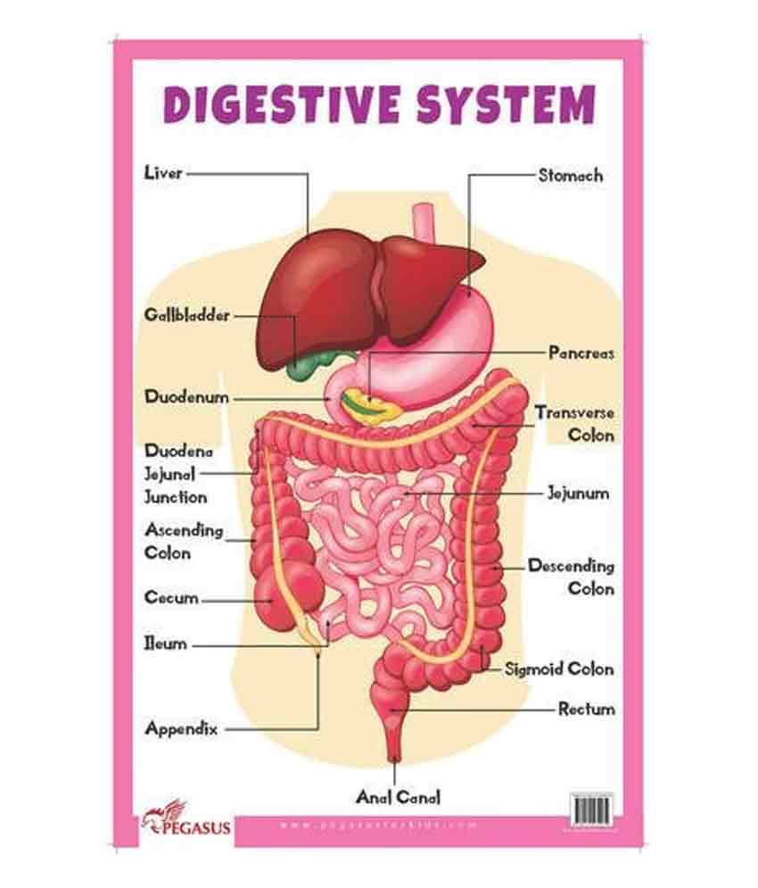 Digestive System Educational Chart: Buy Digestive System Educational ...