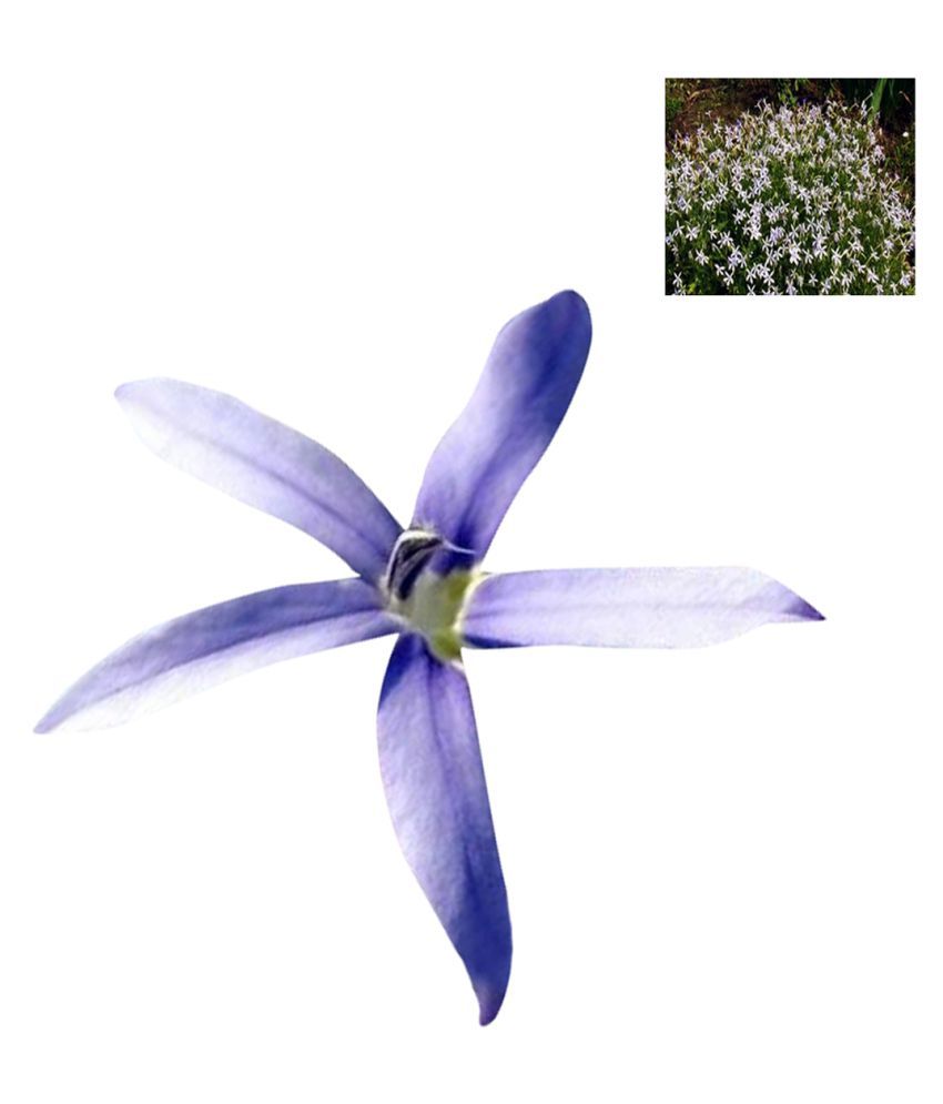 Nema Playmates Asagao Flower Seeds Blue 100pcs Buy Nema Playmates Asagao Flower Seeds Blue 100pcs Online At Low Price Snapdeal