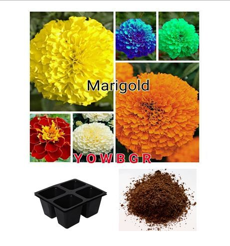     			Rare Exotic Mix Color Marigold Potted Plant Flower Seed Home Garden Decoration 30 seeds + Cocopeat + 4 Hole Seedling Tray + Instruction Manual