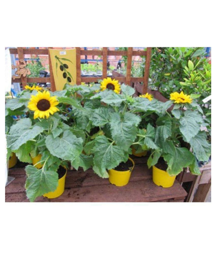 Creative Farmer Sunflower Flower Seeds Buy Creative