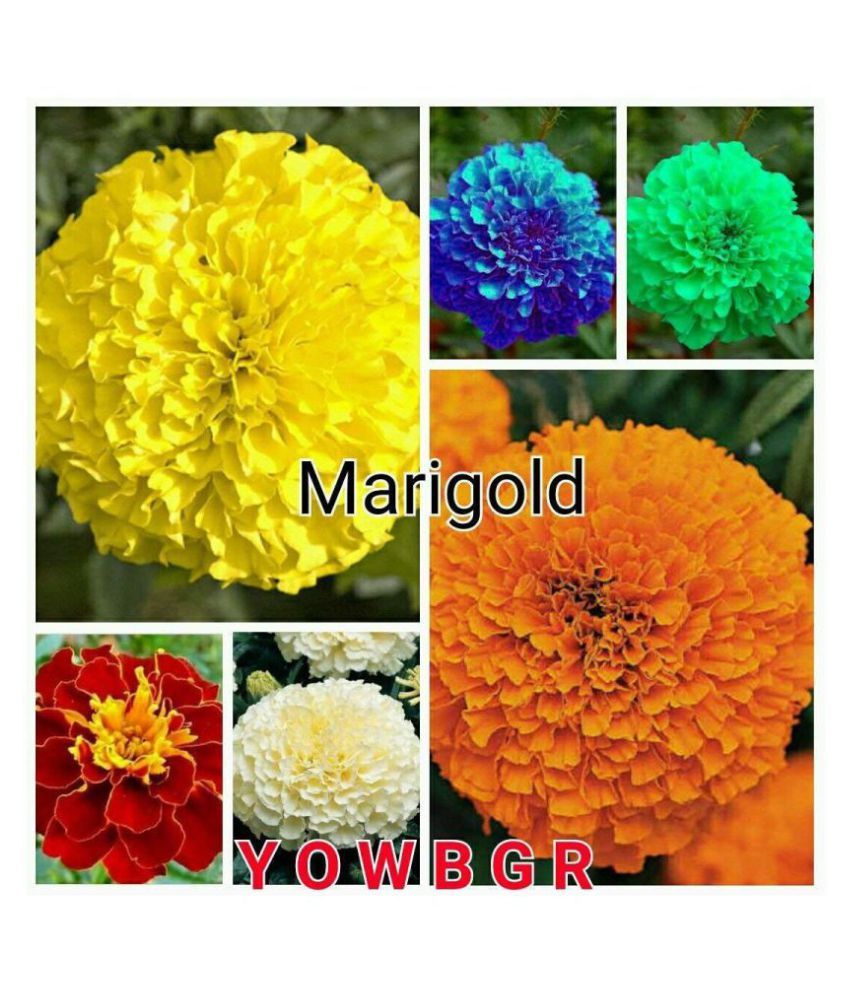 Marigold Flowers Mix Colour Advance Seeds Pack of 20 Premium Exotic