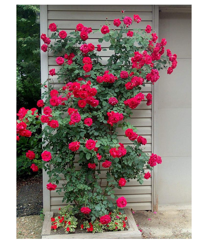Red Climbing Rose Seed (10 per packet): Buy Red Climbing Rose Seed (10
