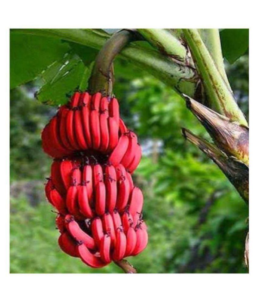     			Matrix Rare Red Bonsai Banana seeds