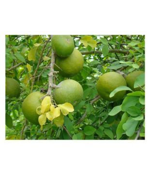 10 Unit Seeds For Aegle Marmelos Bel Tree Bilva Patra Seeds
