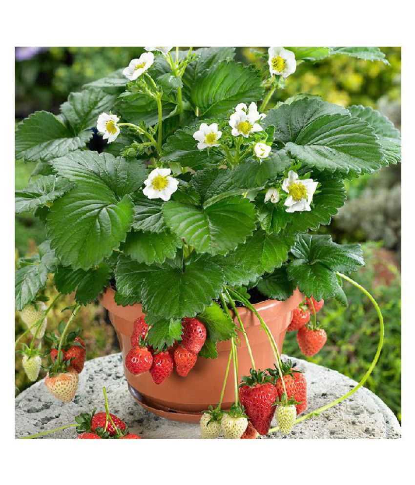     			Matrix Hybrid Strawberry Seeds for Garden/Pot